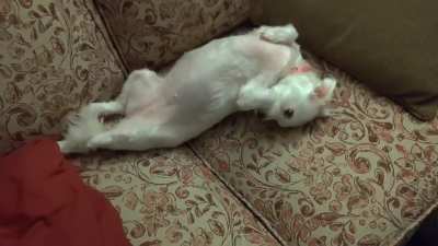 Spoiler: Molly got the belly rubs!