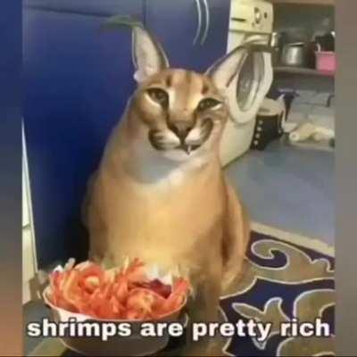 Shrimps are pretty rich.