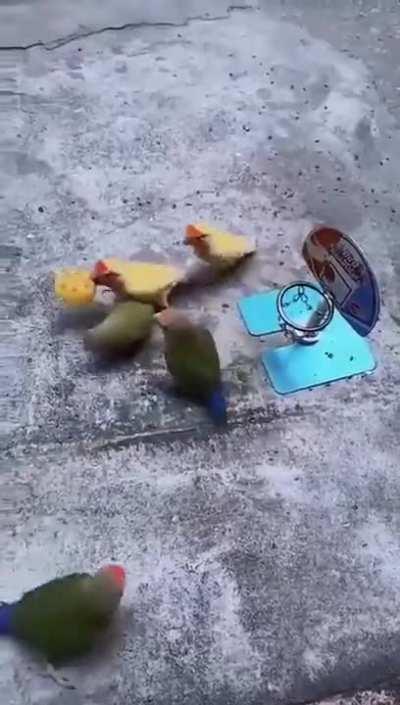 Couple of ballin mini-bros