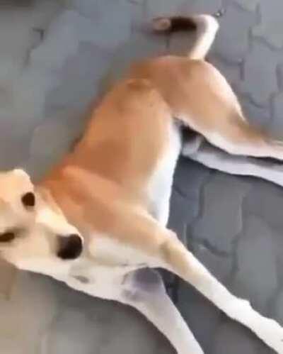 Lemme annoy this dog who's minding his own business