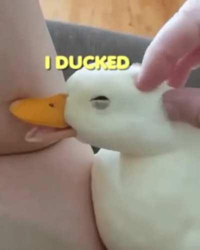 That's a smooth duck