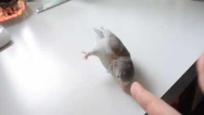 Never see birds on this subreddit, so here's one playing with it's hooman