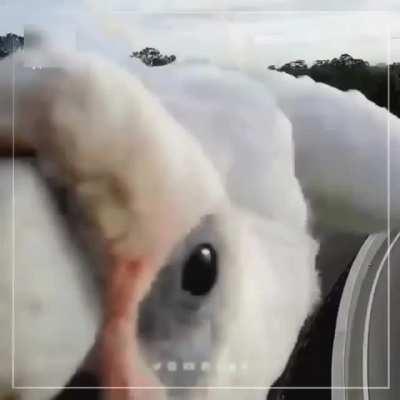 Parrot prevents a camera from recording violations on a street in Australia.