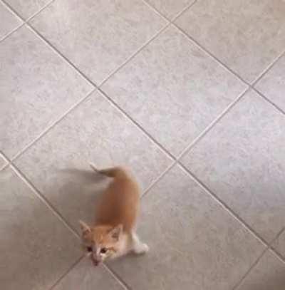 Our new kitten, Taika