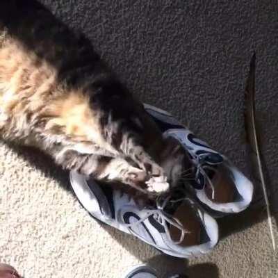 Bobcat just really likes shoes