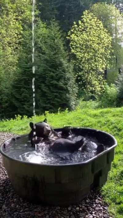 Even the bear has a jacuzzi in the forest 🙂
