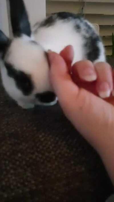 Got this little cutie named blippi like 6 days ago. I love him so much 😍