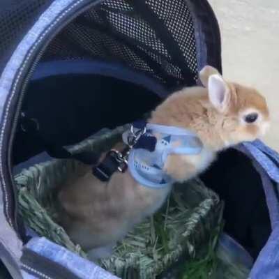 Bunny in wheels greeting humans