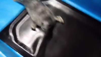 these seals are VERY ANGRY!