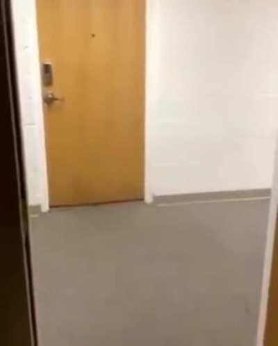 playing with its food