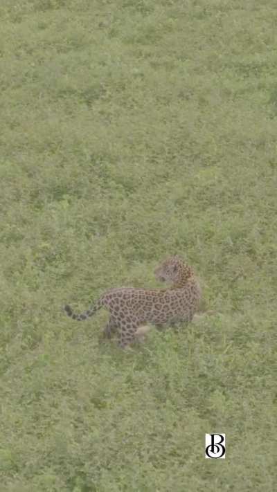 Female jaguar with her catch: a feral hog.