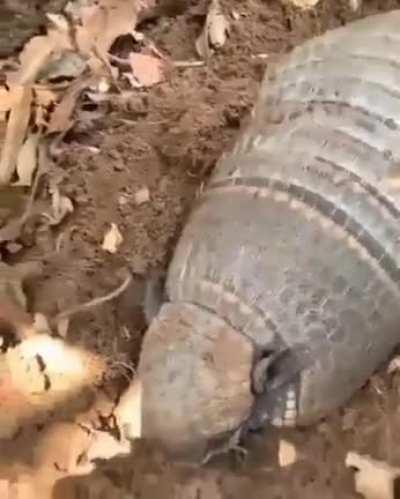 surely not a corpse?