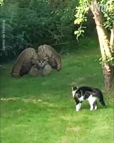 Owl warning a cat to keep away