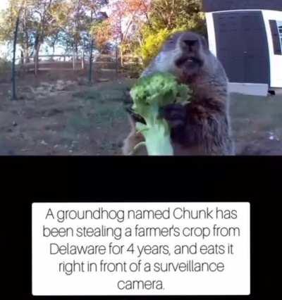 Bro just rubbing it in his face