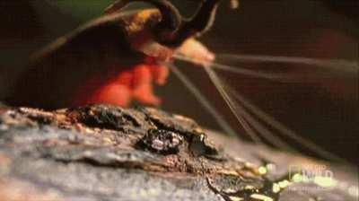 🔥 Velvet Worm Hunting