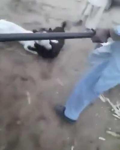 My man rolling like beyblade