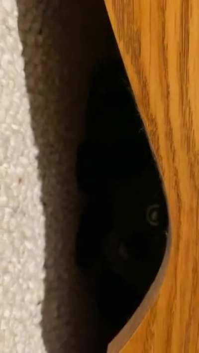 FYI, the password is NOT, “catnip.”