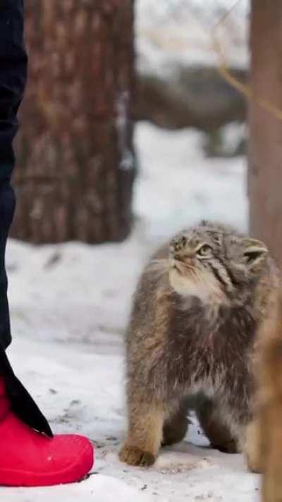 A friendly Pallas Cat!