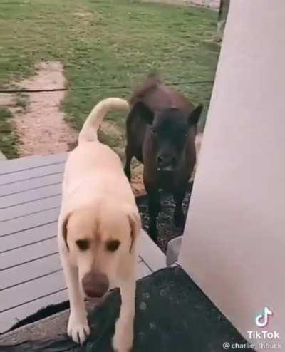 Viernes de vaquitas invitadas…