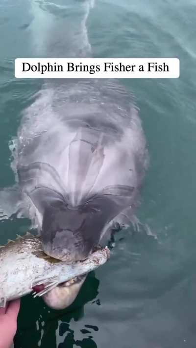 A dolphin gives a fish to someone