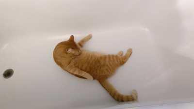 Yep. He's definitely a cat.