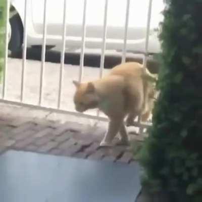 Толстожопая кошка