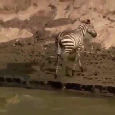 That croc is so pissed