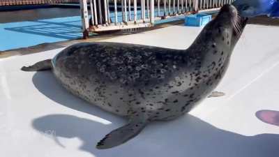 hiyori deserves all the fibsh