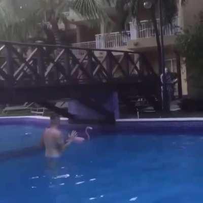 Flamingo: Nothing to see here