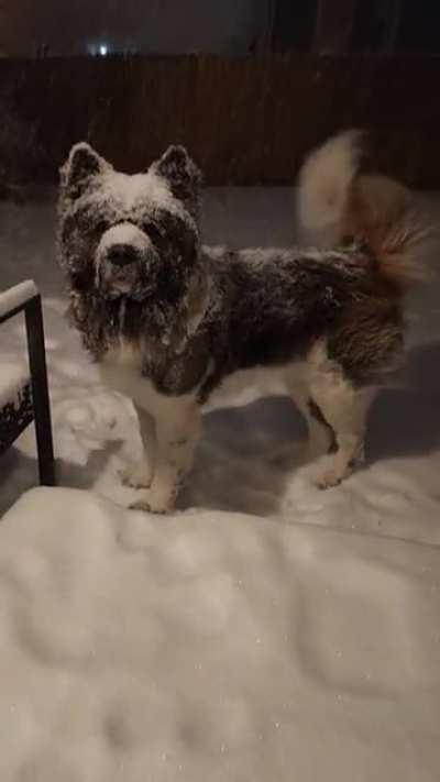 Bear in my backyard enjoying the snow 🐻❄️