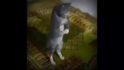 🚨 NO KISS BEFORE MARRIAGE !!🚨