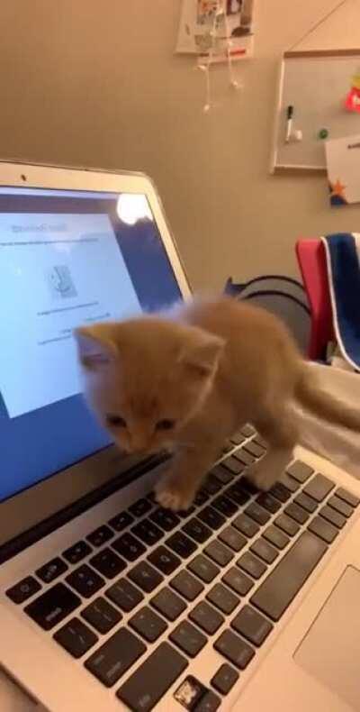 Tiny orphan decides to make a home on my warm keyboard (whilst his sibling wreaks havoc elsewhere)