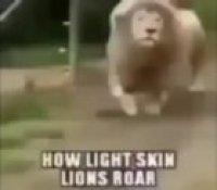 Lion go poop