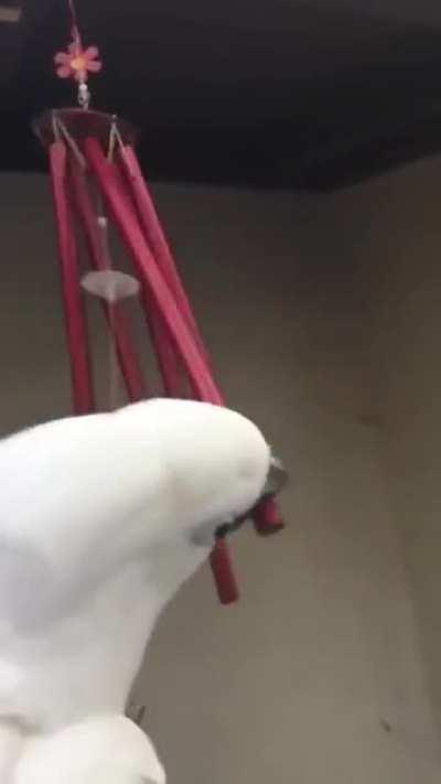 Bird giving a wake up call