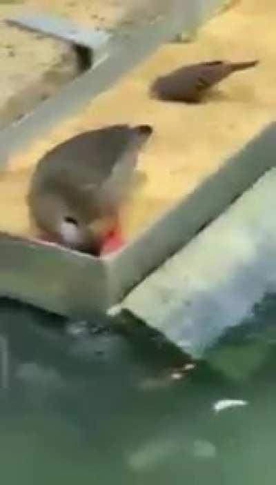 Duck feeds hungry Fish instead of Eating Himself.