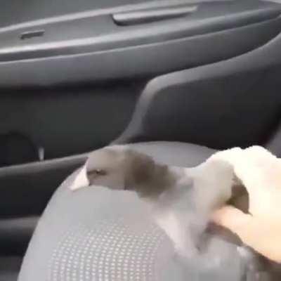 if patos were from new oreleans