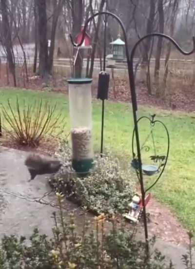 That's not flying! That's falling with style!