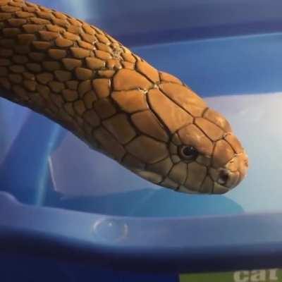 Ever seen a King Cobra drink?