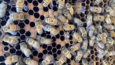 The miracle of life. Baby bee being born from her cell during my inspection today 😊