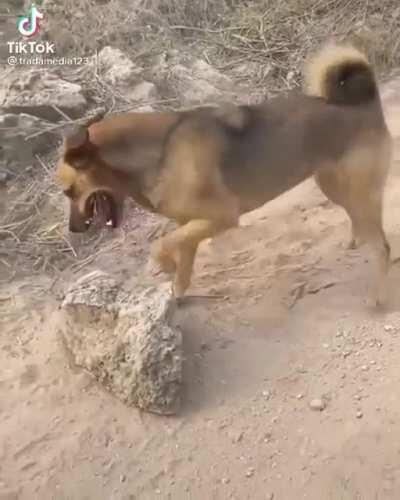 “Die die you dumb rock!”