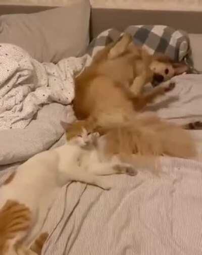 Shut up! I'm trying to sleep!