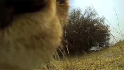 A very boopable nose