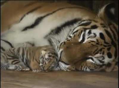 Just another lazy morning.