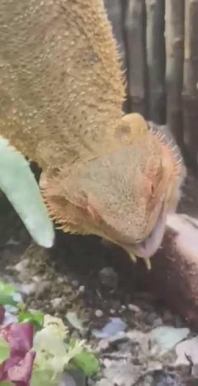 Apparently going all the way down just to eat is too much work. Srry for vertical camera