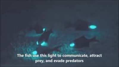 Flashlight fish lighting up the ocean floor
