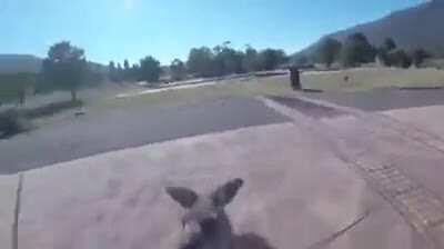 Why Kangaroo why...?