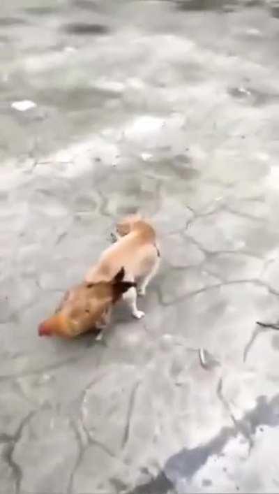 What came first, the chicken or the dog?