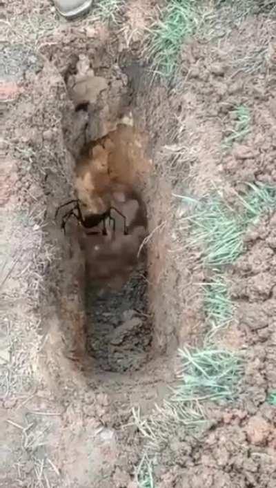 Luangameplay666 - Video #9758