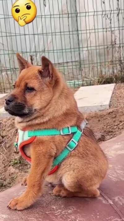 They told me it was a German Shepherd