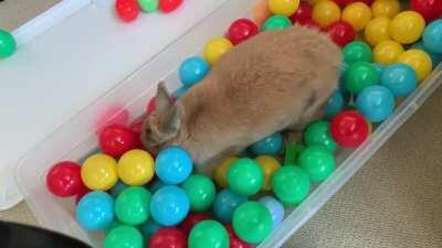 Foraging for snacks in her new ball pit.